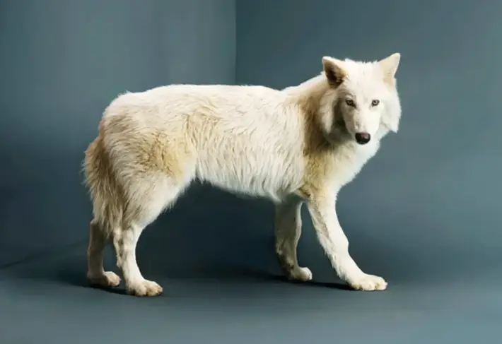 Colossal Biosciences lobo dire